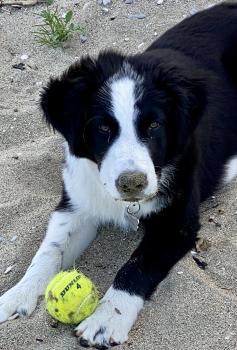KLIPPER, Border Collie