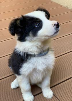 Luca, Border Collie