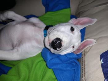 Rocco, Bull Terrier