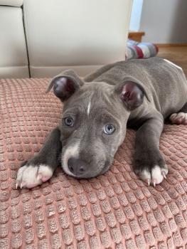 Mortdecai, Staffordshire Bull Terrier