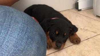 Dara Rodrigues Kennel club, Rottweiler