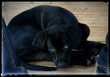Taco, Labrador