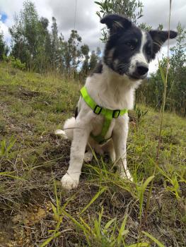 Aegon collie, Border Collie