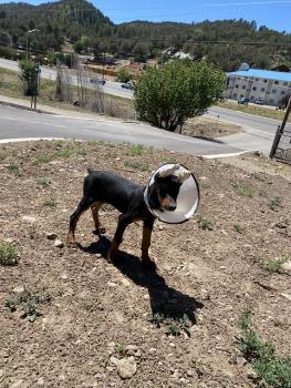 Diesel, Dóbermann