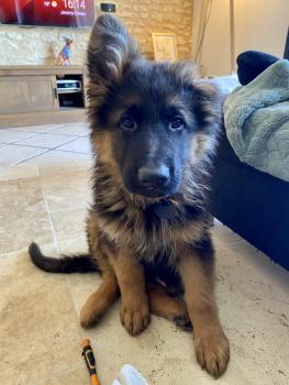 Sky, Berger Allemand