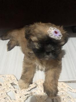 Mel, Shih Tzu
