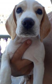 Ayla, Beagle