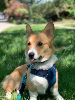 Finley, Corgi Galés De Pembroke