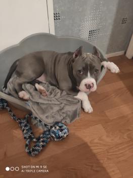 Hembert, Bull Terrier