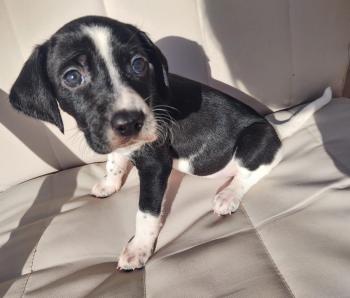 Vega, Altri cani