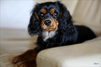 Lennon, Cavalier King Charles Spaniel