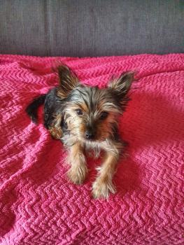 lola, Yorkshire Terrier