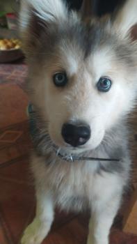 Igorcito, Husky Siberiano