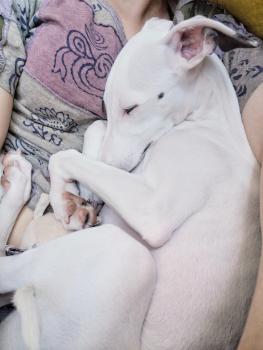 Aivi, Whippet