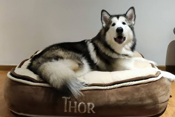 Thor, Alaskan Malamute