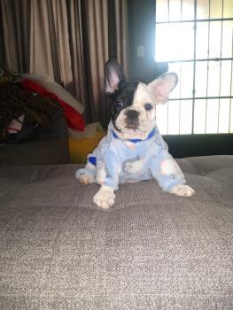 Tyrion, Bouledogue francese