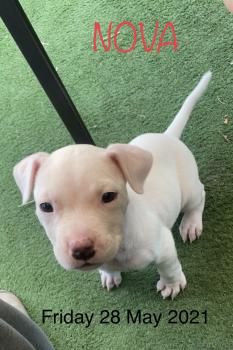 Nova, Dogo Argentino