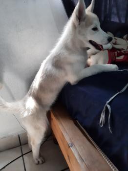 Zafira, Siberian Husky
