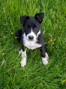 OKER, Border Collie