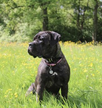 Luna, Cane Corso