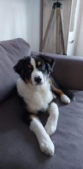 Paco, Pastor Australiano