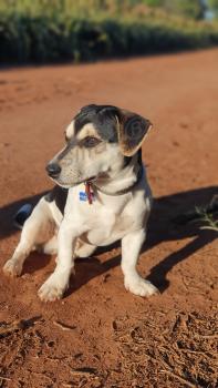 Maxx Brwner, Parson Jack Russell Terrier (De Pelaje Corto - Suave)