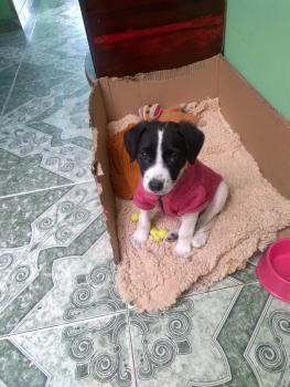 Lola, Otros perros