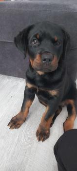 Negra, Rottweiler
