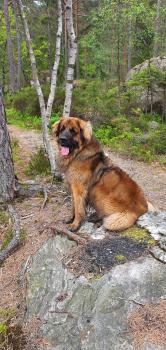 Bamse, Leonberger