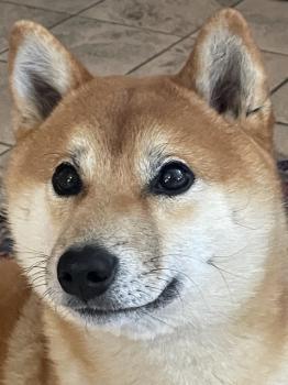 Aki, Akita Inu