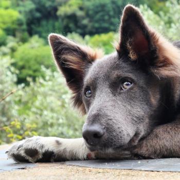 Eco, Border Collie