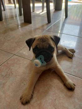 Pupa, Carlino