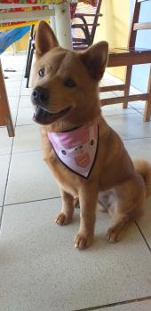 Pandora, Chow Chow