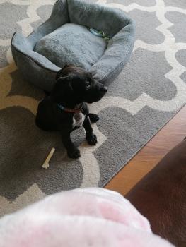 Milo, Cocker Spaniel