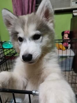 Sora, Husky Siberien
