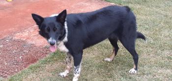 Pandora, Border Collie