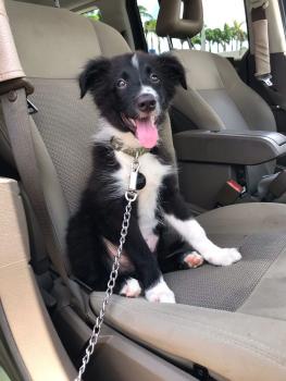 Bailey, Border Collie