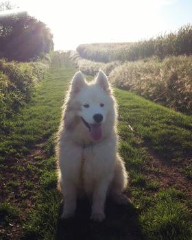 Maple, Samoyedo