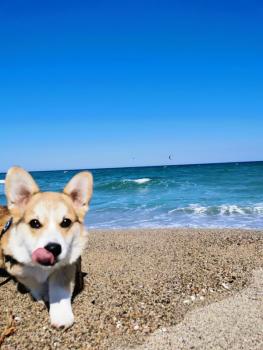 Ralph, Welsh Corgi Pembroke