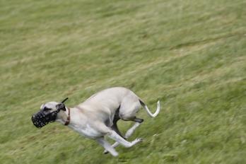 ralph, Whippet