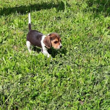 Dj, Beagle