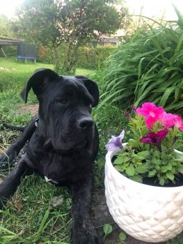 IVAR, Cane Corso