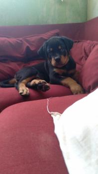 Kovú M. Mendes, Rottweiler