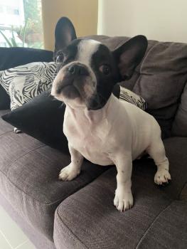 Isis, Bulldog Francés