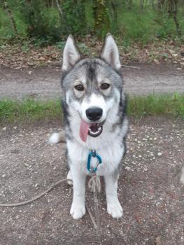 Ryder, Husky Siberiano