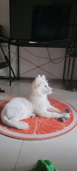Luna, Samoyede