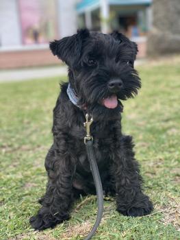 Villa Ossigi, Schnauzer nano