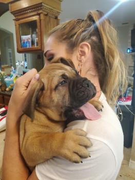 Thor, Bullmastiff