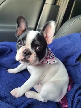 Malu, Bulldog Francés