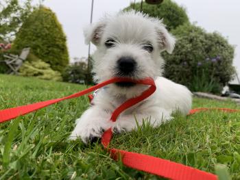 Dexter, West highland white terrier